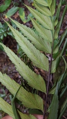 Asplenium polyodon
