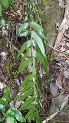 Asplenium polyodon