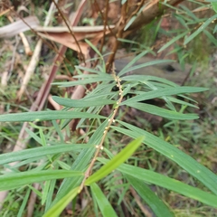Pimelea axiflora