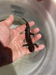 Dicamptodon aterrimus