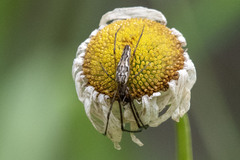 Tetragnatha elongata