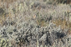 Calamanthus campestris