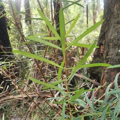 Pimelea axiflora