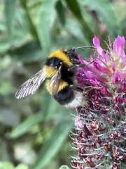 Bombus hortorum