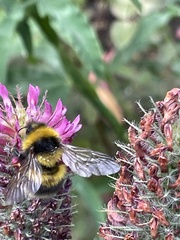 Bombus hortorum