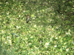 Stelgidopteryx serripennis