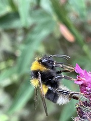 Bombus hortorum
