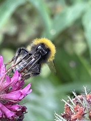 Bombus hortorum