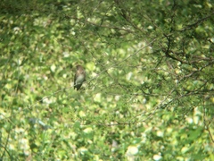 Stelgidopteryx serripennis