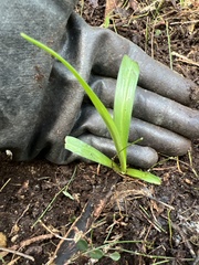 Arthropodium milleflorum