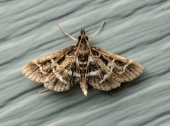 Diasemiodes janassialis