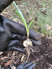 Arthropodium milleflorum