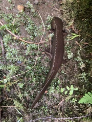 Dicamptodon aterrimus