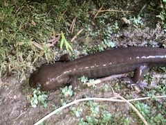 Dicamptodon aterrimus