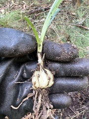 Arthropodium milleflorum