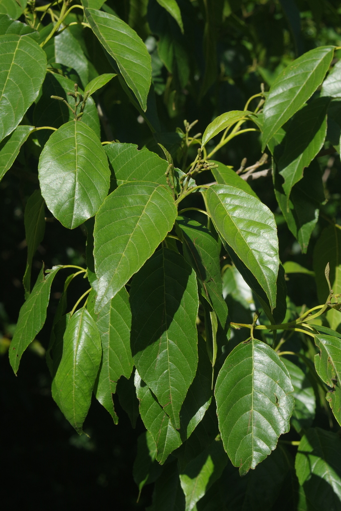 Formosan Alder