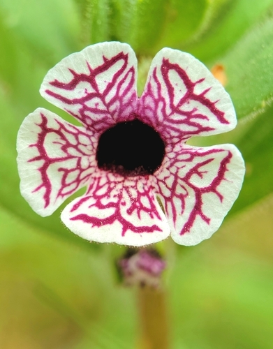 Image of Diplacus pictus by no rights reserved