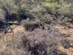 Thryptomene denticulata