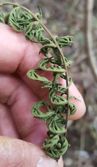 Arthropteris orientalis