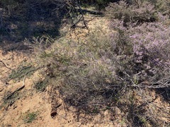 Thryptomene denticulata