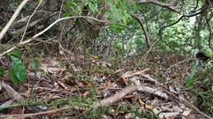 Arthropteris orientalis