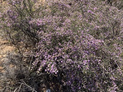 Thryptomene denticulata