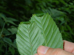 Caloptilia ostryaeella