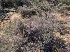 Thryptomene denticulata