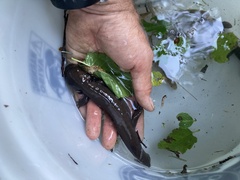 Dicamptodon aterrimus