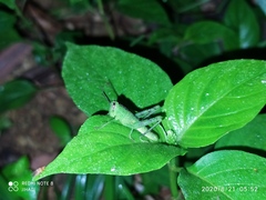 Valanga nigricornis lombokensis