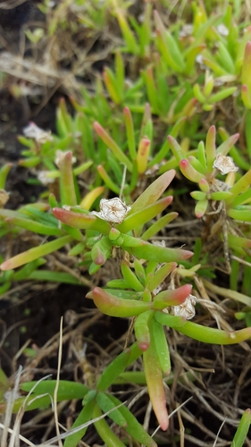 Delosperma napiforme image