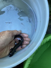 Dicamptodon aterrimus