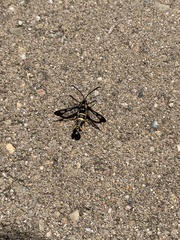 Synanthedon bibionipennis