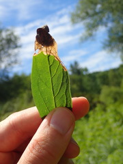 Microrhopala excavata
