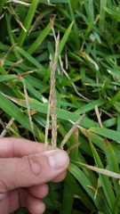 Stenotaphrum dimidiatum