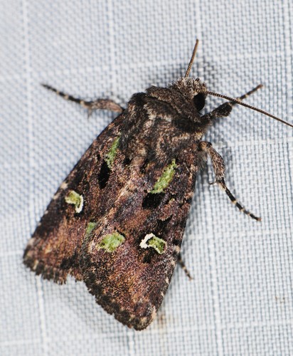 Bristly Cutworm Moth