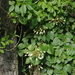Hydrangea fauriei - Photo (c) Cheng Te Hsu, algunos derechos reservados (CC BY-SA), subido por Cheng Te Hsu