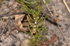 Cyanothamnus