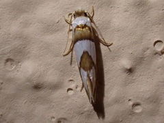 Pompostolella charipepla