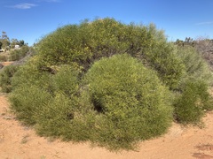 Acacia oldfieldii