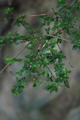 Rhododendron noriakianum