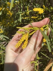 Acacia oldfieldii