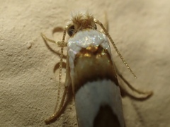 Pompostolella charipepla