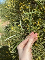 Acacia oldfieldii