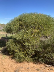 Acacia oldfieldii