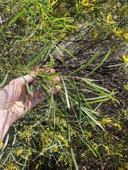 Acacia oldfieldii