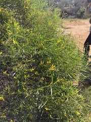 Acacia oldfieldii