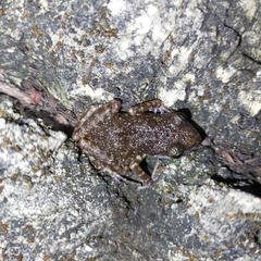 Eleutherodactylus interorbitalis