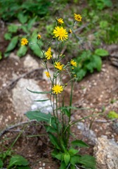 Hieracium korshinskyi