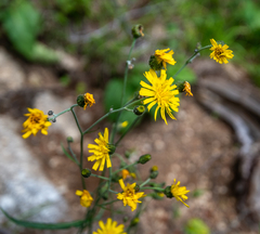 Hieracium korshinskyi